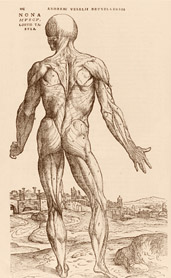 PHOTO:  Some of the most recognizable illustrations from De Fabrica are its muscle men, detailed depictions of the various muscle groups of the body.  This picture is part of a tableau of progressively dismantled bodies.