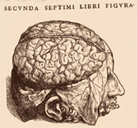 PHOTO:  Vesalius was the first to observe the difference between the gray and white matter of the brain.