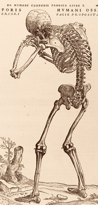 PHOTO:  The skeletons were often illustrated in their context of their placement within the body.