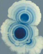 IMAGE:  Two E. coli colonies, though grown a day apart, express similar patterns by turning on and off the enzyme beta-galactosidase. Their rings’ alignment tells biologist Shapiro that the periodic enzyme expression is controlled by a chemical field in the growth medium and is not intrinsic to each colony.