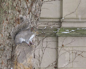 PHOTO:  The lone squirrel:  pariah or pioneer?