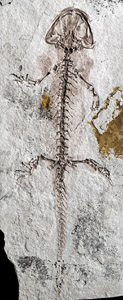 IMAGE:  161-million-year-old salamander fossil.