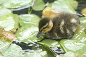IMAGE:  One little duck...just a few days old.