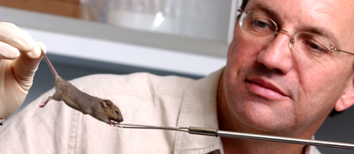 IMAGE:  Brian Popko tests a mouse’s grip to learn which genes govern the cellular processes behind muscle movement. 