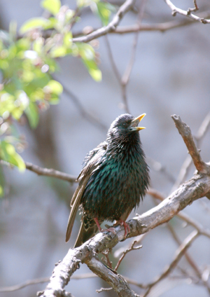 IMAGE:  Songbirds recall motifs in each others’ tunes. Chicago biologists study the recollection mechanism in birds’ brains, hoping to shed light on human memory. 