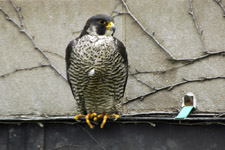 image:  falcon fest