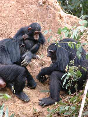 chimpanzee hand motions