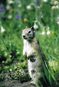 photo: Less urgent warning calls prompt squirrels to stand and watch for predators.