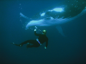 photo:  Humpback whale and diver, photographed underwater by Warmus in Tonga (2005).