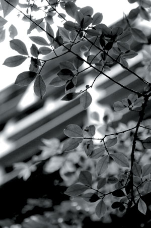 photo: Leaves and branches on campus