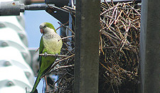 photo: wanted - a few good monk parakeet watchers