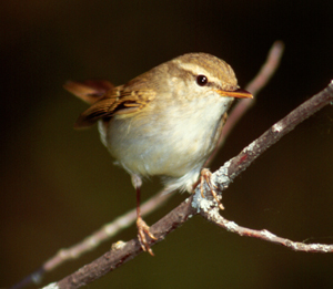 bird tracing