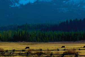 IMAGE: Idaho cattle
