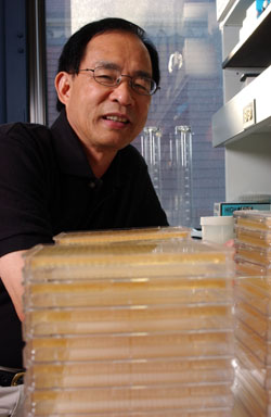 IMAGE:  Molecular biologist Wen-Hsiung Li’s lab grows stacks of yeast.