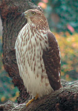 The remains of a familiar Capitol peregrine falcon found in Lincoln yard