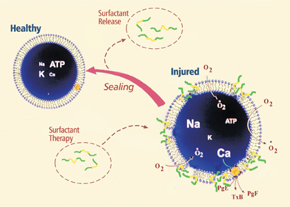 image: Poloxamer-188 works in part by sealing the holes in damaged cell membranes. 